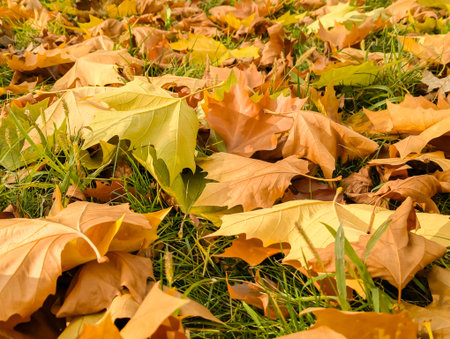 The leaves were gathered in a pile, compressed. The stack of leaves curved into an arch of waves like an ocean storm. Fall in nature golden season. Vivid brown and coffee maple leaf warm colors.の写真素材