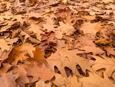 A field of red, beige, yellow, brown, terracotta, mocha, cappuccino, mochaccino leaves on the ground. Scattered all over the ground, closeup and perspective focus peaceful autumn soft scene.の写真素材