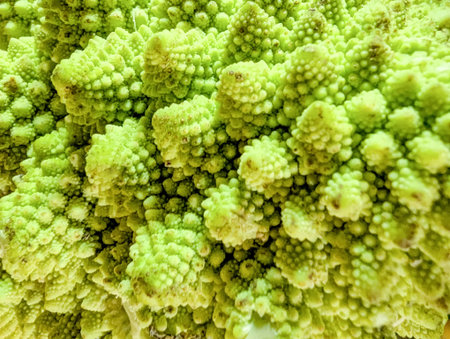 Romanesco cauliflower close-up. Texture swirl background detailed rowers.. Fractal structure on Romanesco broccoli or Roman cauliflower Brassica, a variation of green cauliflower.の写真素材