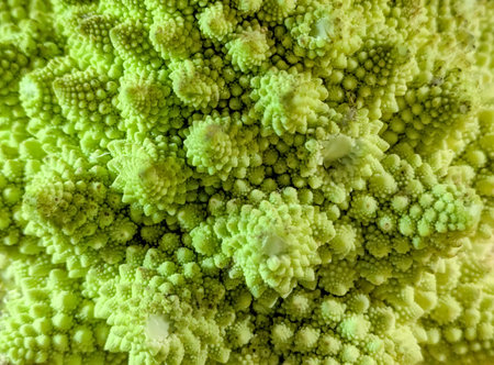 Romanesco cauliflower close-up. Fractal structure on Romanesco broccoli or Roman cauliflower. Brassica a variation of cauliflower food.の写真素材