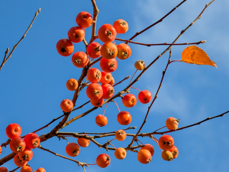 Red wild fruit growing on a branch against the backdrop of a cloudless clear blue sky. Decorative ikebana for postcard design.の写真素材