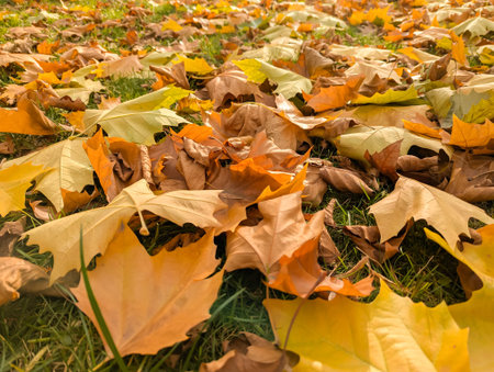 Yellow brown beige orange coffee mocha delicate autumn maple leaves. Sunny day fall green grass. Natural autumn fall background. Golden season. Bright leaf colors. Maple leaves autumn sunny warm day.の写真素材