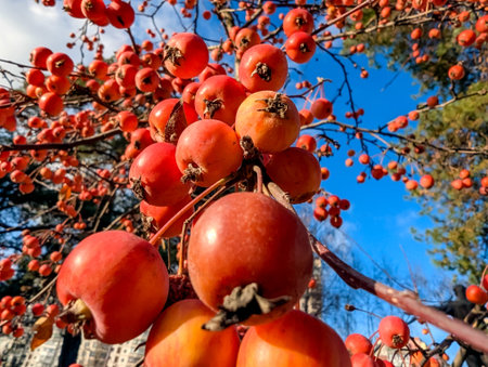 Red wild fruit growing on a branch against the backdrop of a cloudless clear blue sky. Decorative ikebana for postcard design.の写真素材