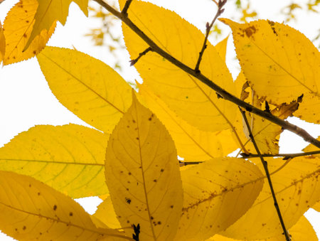 A close-up shot showcases the striking texture and vibrant colors of yellow plant leaves. The detailed view captures the natural patternsの写真素材