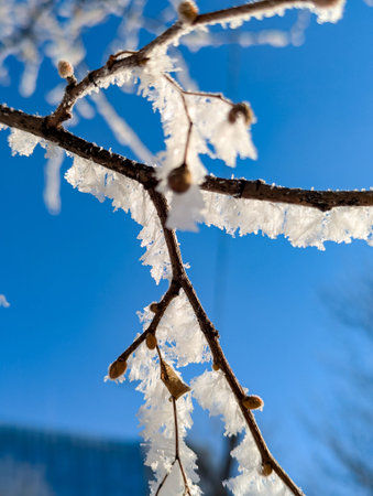 Branch close-up in frost and in ice hanging on the densely condensed surface of a tree. Cold winter textured beautiful landscape.の写真素材