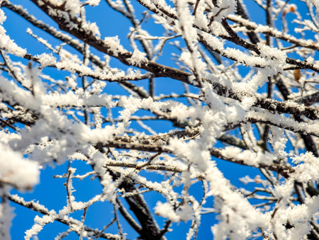 The multiple, varied, blurred and sharp contours of the frosty ice beautifully outline the cold landscape.の写真素材