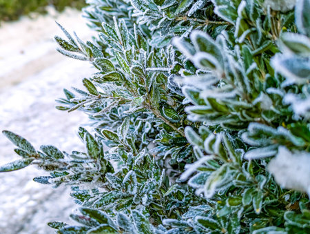 natural beautiful background with bright colorful grass covered with shiny crystals of cold prickly white frost in the morning autumn Sunny gardenの写真素材