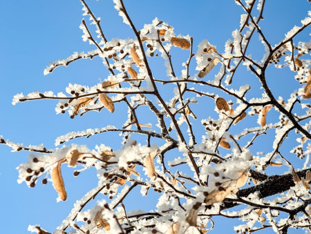 Frost Covered Fruit Tree Branch Winter Garden Showing Cold Weather And Seasonal Dormancy. Linden fruit leaves covered ice crystals. Rapid condensation moisture yellow foliage against the blue sky.の写真素材