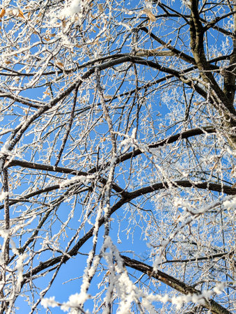 Tree branches covered with white frost against a blue sky. Winter cold vertical composition of big cold tree.の写真素材