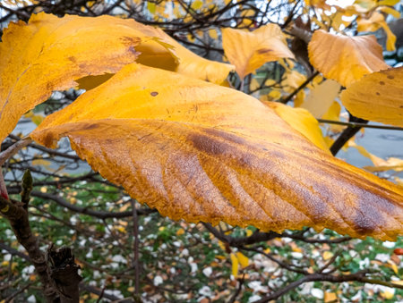 Bright autumn orange leaves macro. Yellow nature warm background.の写真素材