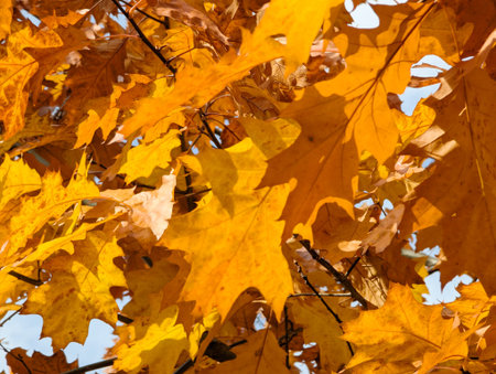 Golden and deep orange autumn leaves on branches tree. Autumn colorful background texture of warm mood. Fall light maple leaf form close up distance.の写真素材