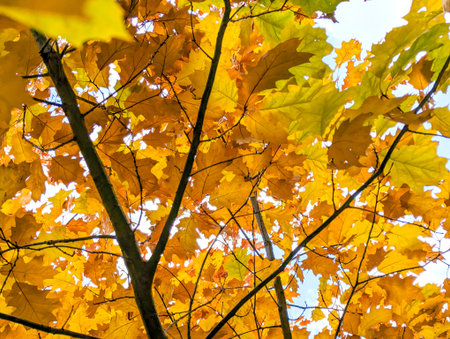 Colorful seasonal autumn background pattern, Vibrant carpet of fallen forest yellow leaves.の写真素材