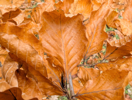 brown background of dry warm leavesの写真素材