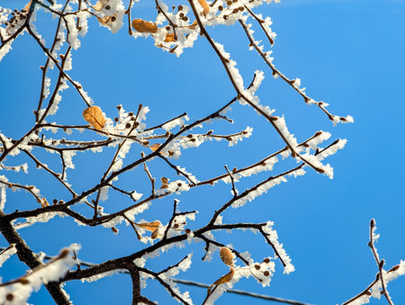 Morning frost painted birch grove in cold winter. The snowy dawn lit the birch with snow and covered it with frost on the branches. Winter fairy tale in a birch grove, crystals on thin one branches.の写真素材