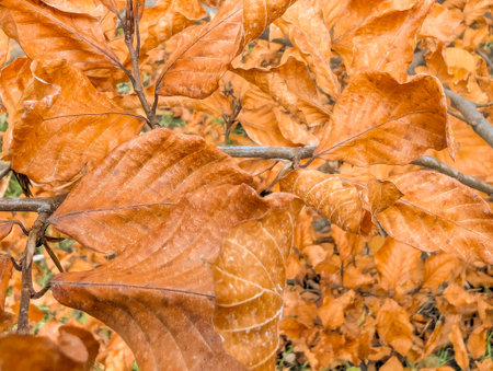 Autumnal beech leaves on branches. Dry texture for warm background.の写真素材