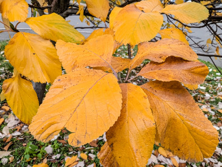 Beautiful cozy street lamp on the background of autumn leaves, warm tonedの写真素材