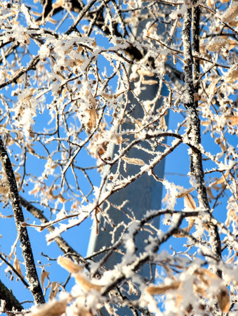 A serene winter landscape of snow-covered trees against a bright blue sky. Frost grow on branches. Condensed steam on branches on clear blue sky cold background.の写真素材