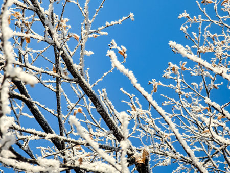 The multiple, varied, blurred and sharp contours of the frosty ice beautifully outline the cold landscape.の写真素材