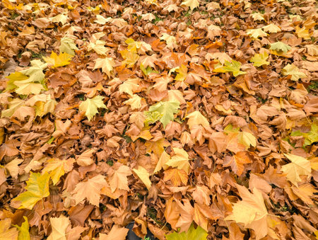 Many autumn leaves on ground. Texture of big carpet covered layered leaf. Colorful mood yellow brown orange lemon. Background of warm nature.の写真素材