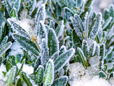 Ice and frost on leaves in cold winterの写真素材