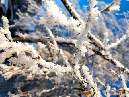 Beautiful winter image - close up of snow white frozen branch on blue sky background, frosty weather in fresh air. Frost crystals in tree cold branches.の写真素材