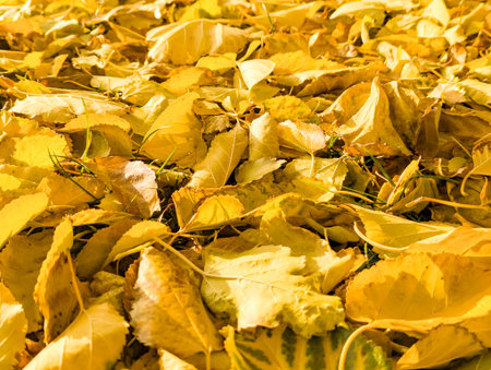 Colorful golden autumn leaves of grapevine growing in a vineyard. Warm detailed close up yellow background.の写真素材