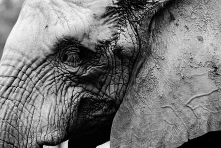 elephantの写真素材