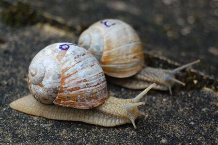 Snail raceの写真素材
