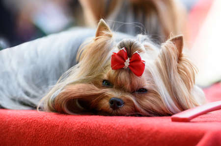A Yorkshire terrier dog with a red bow on his head lies on a red mat.の写真素材