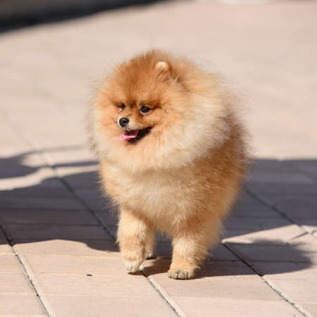 A red-haired dog of the Pomeranian breed walks along the paving stones under the bright sun.の写真素材