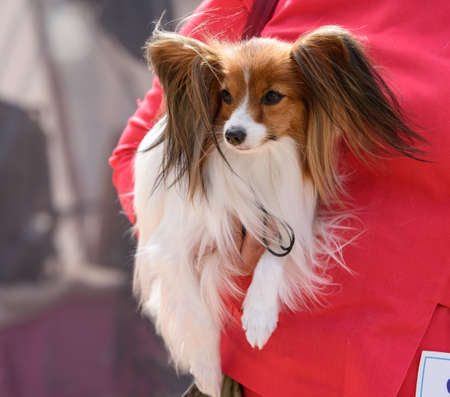 Papillon dog sits in the arms of a woman in a red jacket.の写真素材
