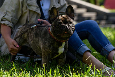Dog breed french bulldog stands on the grass. A seated woman holds a bulldog with her hands.の写真素材