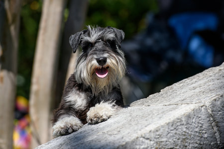 A sunlit dog of the Standard Schnauzer breed leaned on the curb and looks ahead.の写真素材