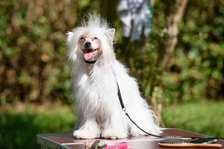 A Chinese Crested Powder Puff dog sits on a table standing outside against the backdrop of trees.の写真素材