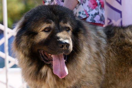 Portrait of a Caucasian Shepherd dog with his tongue hanging out.の写真素材