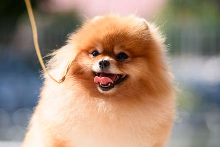 A sunlit Pomeranian dog on a leash sticks out its tongue.の写真素材
