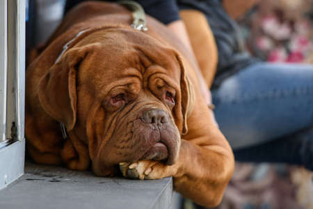 Dogue de Bordeaux, french mastiff, dog lies on a concrete windowsill.の写真素材