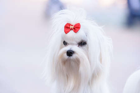 Portrait of a dog breed Maltese with a red bow on his head.の写真素材