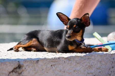 A beautiful Prague Ratter dog breed lies thoughtfully on the parapet and looks into the distance.の写真素材