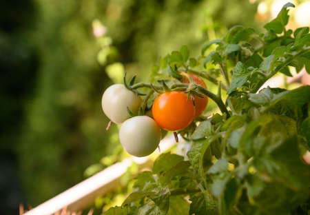 Cherry tomatoes ripen in a pot outside the window of an apartment on the sixth floor. Growing vegetables in a multistorey building.の写真素材