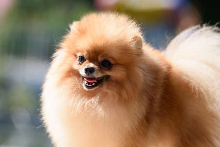 A beautiful red Pomeranian is illuminated by the bright summer sun. close-up.の写真素材