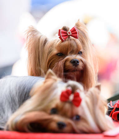 Two Yorkshire terriers with red bows on a red bedding. One dog is lying, the other is sitting. Focus on the sitting terrier.の写真素材