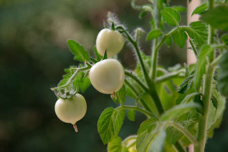 Unripe tomatoes grow outside the apartment window on the sixth floor of a multi-storey building. Home gardening, vegetable garden outside the window.の写真素材