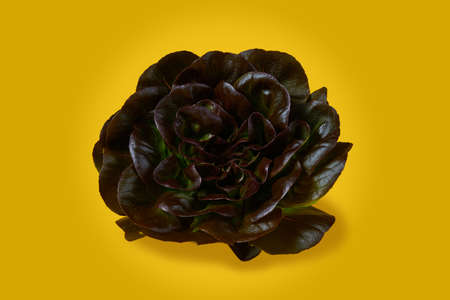 Red butterhead lettuce, Lactuca sativa, isolated on a yellow background. close-up.の写真素材