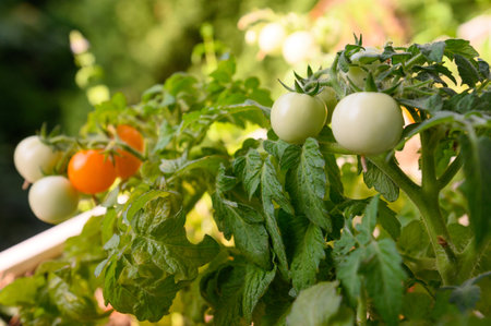 A harvest of tomatoes grown outside the window of an apartment on the sixth floor of a multi-storey building. Ripe yellow and green tomatoes are hanging on a bush.の写真素材