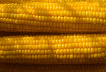 Cobs of boiled delicious corn with shadow. Close up, copy space.の写真素材