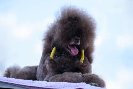 A brown royal poodle lies on a lilac litter against a cloudy sky. close-up.の写真素材