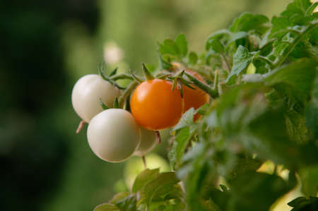 Yellow and green cherry tomatoes grow on a branch of a bush. A seedling grows outside the apartment window of a multi-storey building. home garden.の写真素材