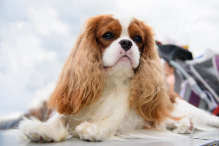 A Cavalier King Charles Spaniel dog is lying on a table standing outside against the background of the sky in the clouds. close-up.の写真素材