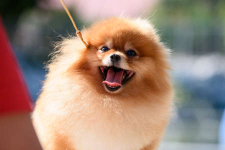 A cheerful Pomeranian illuminated by the sun looks up. The dog's mouth is open and his tongue is sticking out. close-up.の写真素材